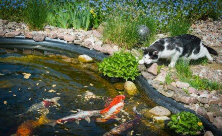 Пруд на загородном участке
